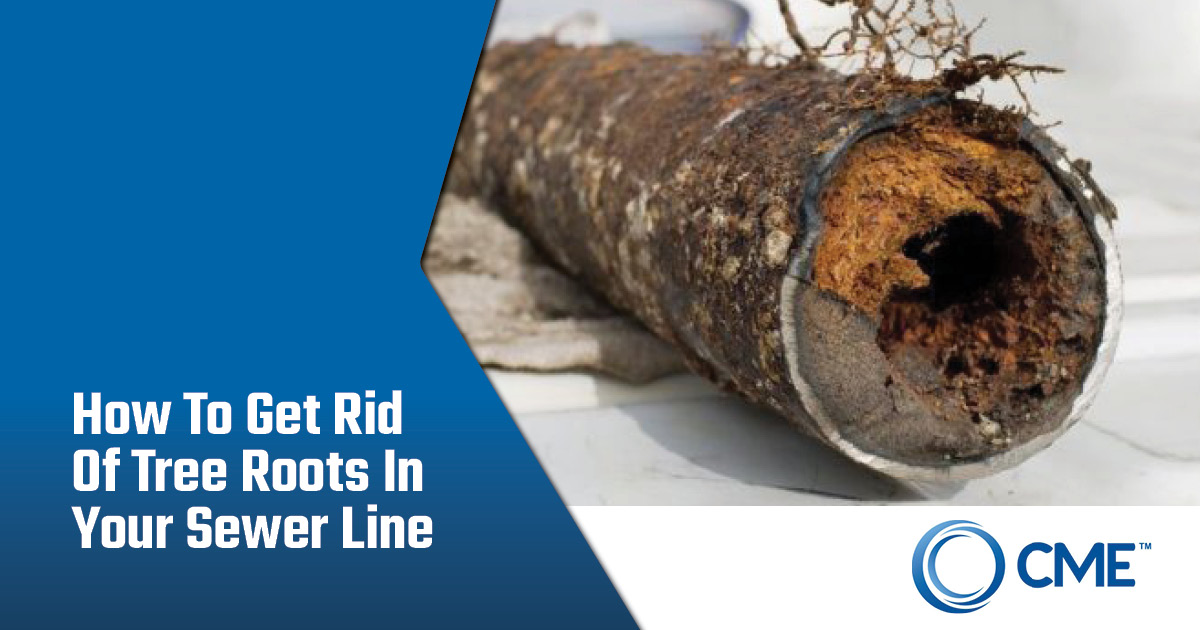 Tree roots removed from a sewer line. How To Remove Tree Roots In Sewer Lines - CME Pipe Lining