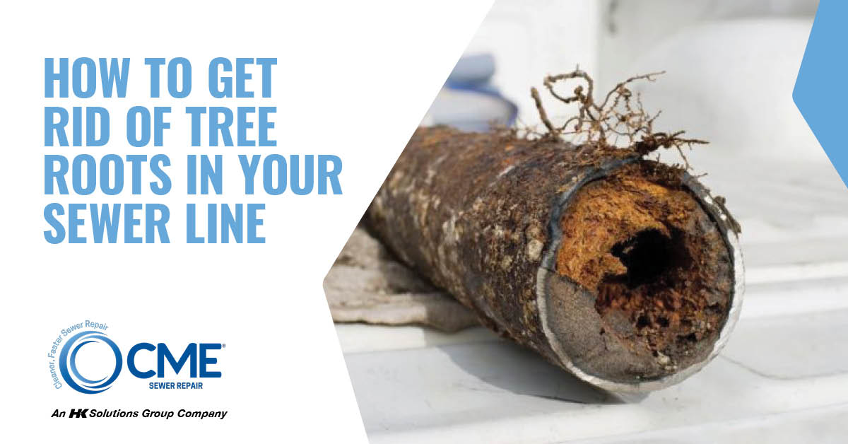image showing tree roots in a sewer pipe.